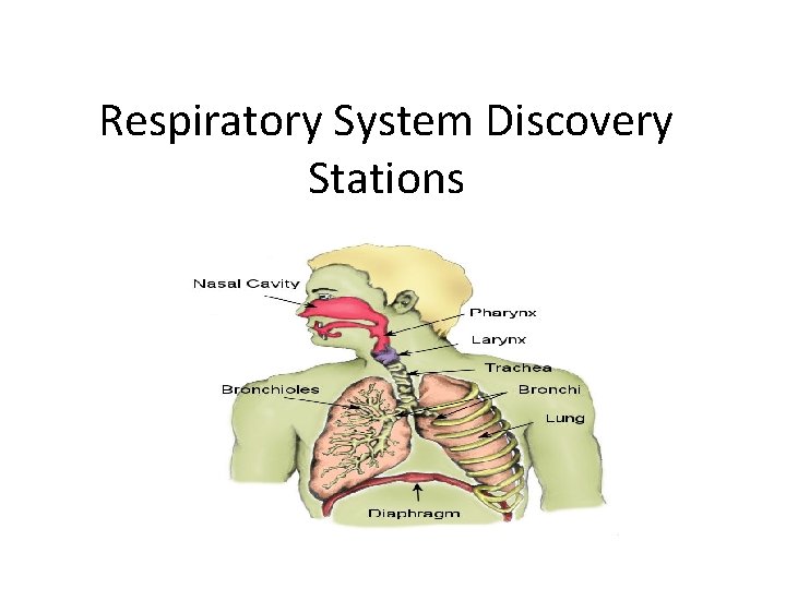 Respiratory System Discovery Stations 