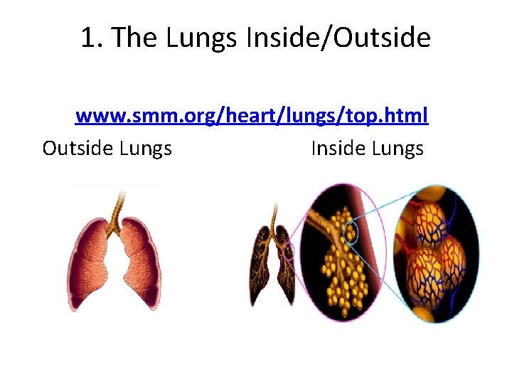 1. The Lungs Inside/Outside www. smm. org/heart/lungs/top. html Outside Lungs Inside Lungs 
