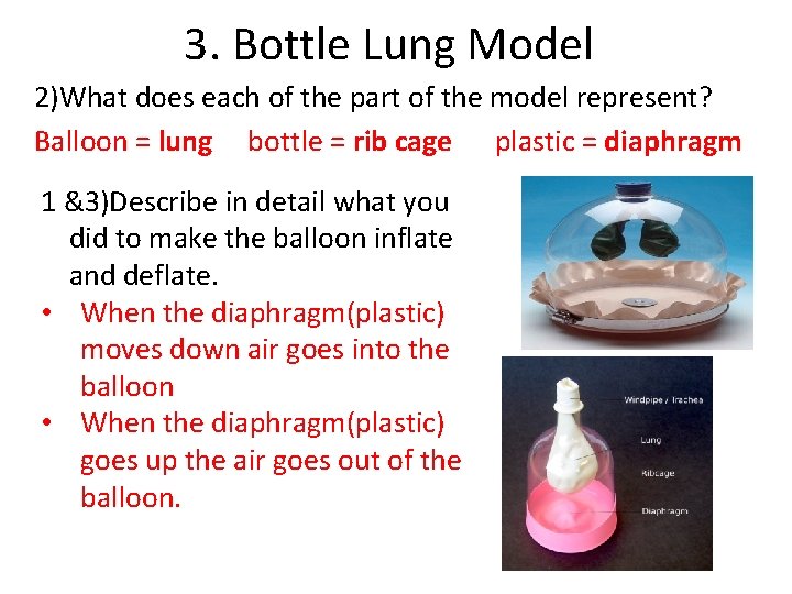 3. Bottle Lung Model 2)What does each of the part of the model represent?
