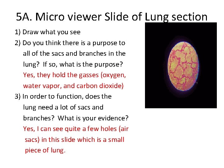 5 A. Micro viewer Slide of Lung section 1) Draw what you see 2)