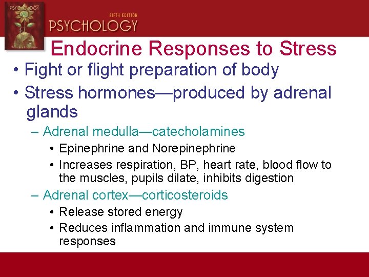 Endocrine Responses to Stress • Fight or flight preparation of body • Stress hormones—produced