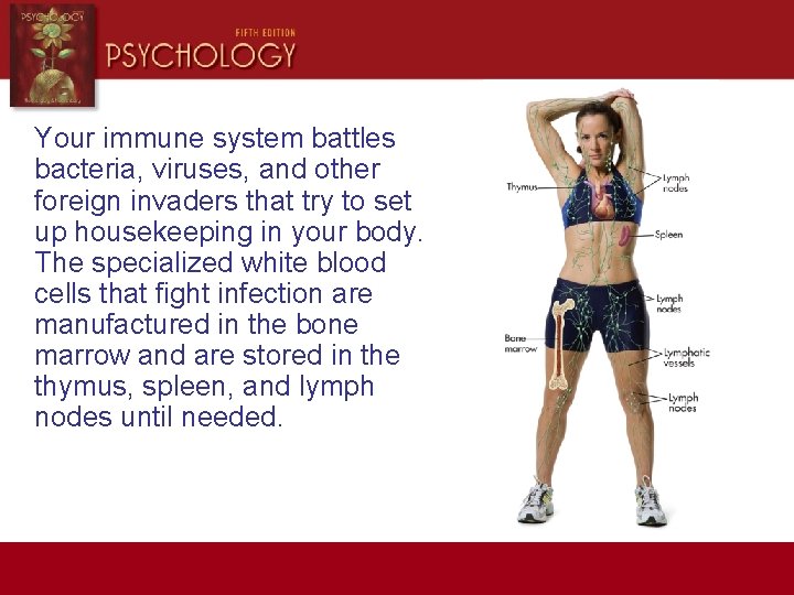 Your immune system battles bacteria, viruses, and other foreign invaders that try to set