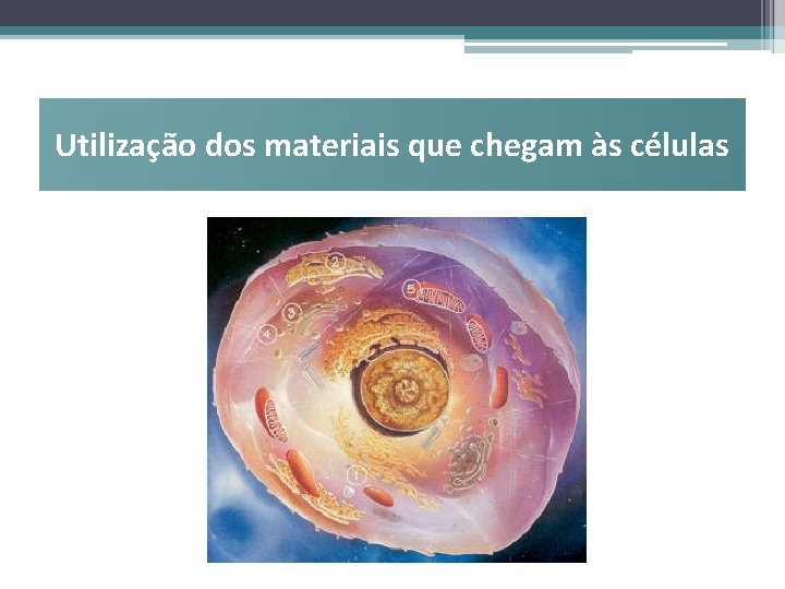 Utilização dos materiais que chegam às células 