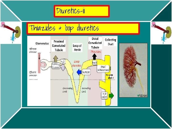 Diuretics-ii Thiazides & loop diuretics 