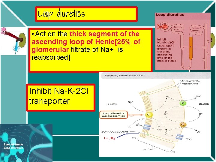 Loop diuretics • Act on the thick segment of the ascending loop of Henle[25%