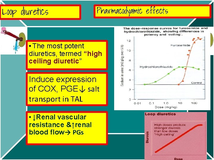 Loop diuretics Pharmacodyamic effects • The most potent diuretics, termed “high ceiling diuretic” Induce