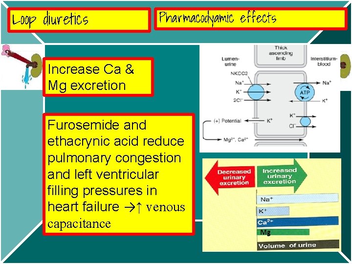 Loop diuretics Pharmacodyamic effects Increase Ca & Mg excretion Furosemide and ethacrynic acid reduce