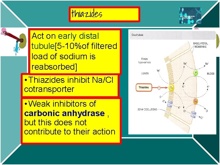 thiazides Act on early distal tubule[5 -10%of filtered load of sodium is reabsorbed] •