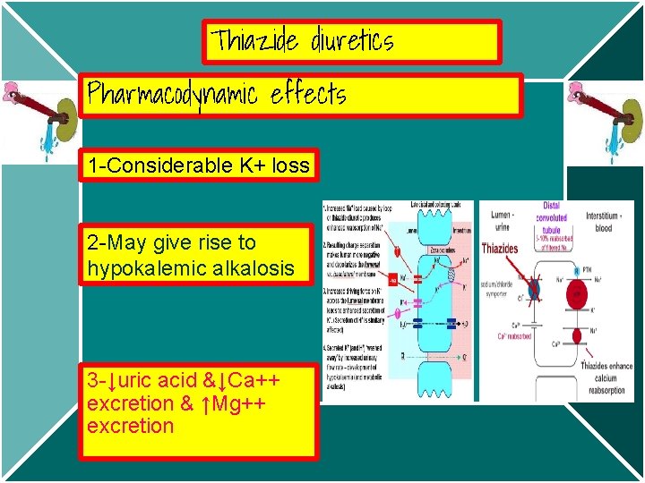 Thiazide diuretics Pharmacodynamic effects 1 -Considerable K+ loss 2 -May give rise to hypokalemic