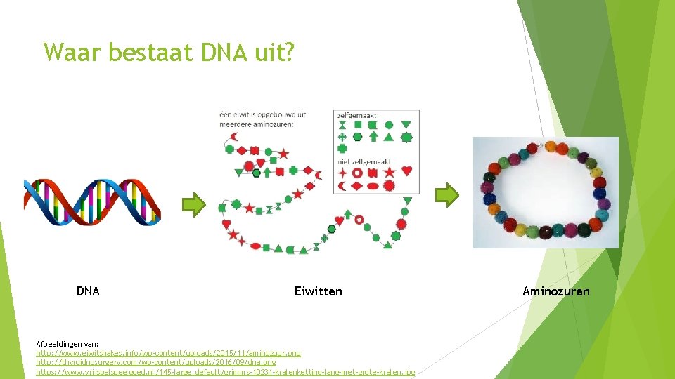 Waar bestaat DNA uit? DNA Eiwitten Afbeeldingen van: http: //www. eiwitshakes. info/wp-content/uploads/2015/11/aminozuur. png http: