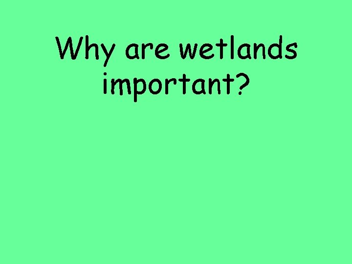 Why are wetlands important? 