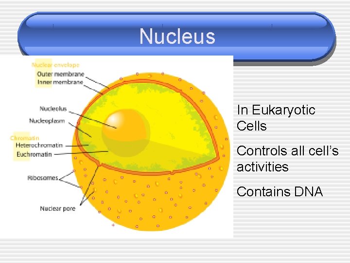 Nucleus In Eukaryotic Cells Controls all cell’s activities Contains DNA 