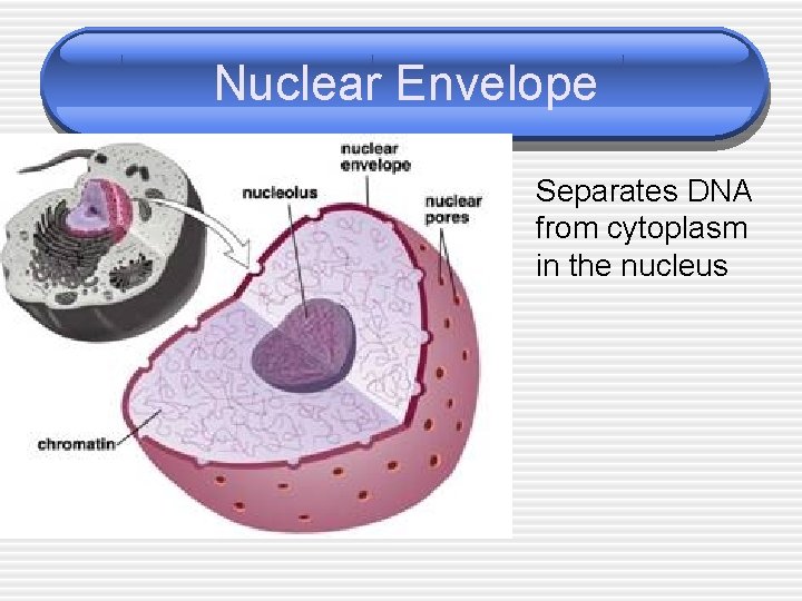 Nuclear Envelope Separates DNA from cytoplasm in the nucleus 