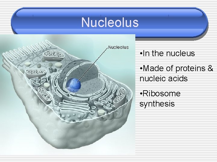 Nucleolus • In the nucleus • Made of proteins & nucleic acids • Ribosome