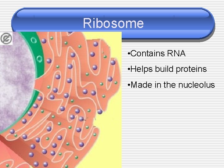 Ribosome • Contains RNA • Helps build proteins • Made in the nucleolus 