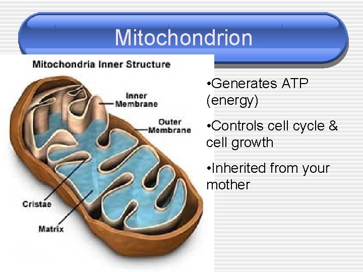 Mitochondrion • Generates ATP (energy) • Controls cell cycle & cell growth • Inherited