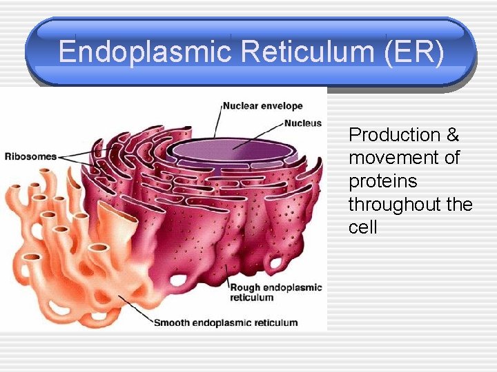 Endoplasmic Reticulum (ER) Production & movement of proteins throughout the cell 