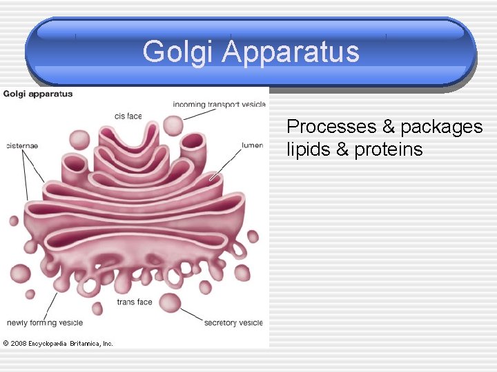 Golgi Apparatus Processes & packages lipids & proteins 