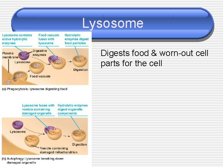 Lysosome Digests food & worn-out cell parts for the cell 