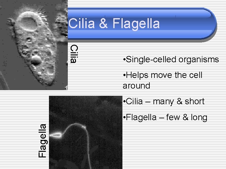Cilia & Flagella Cilia • Single-celled organisms • Helps move the cell around •