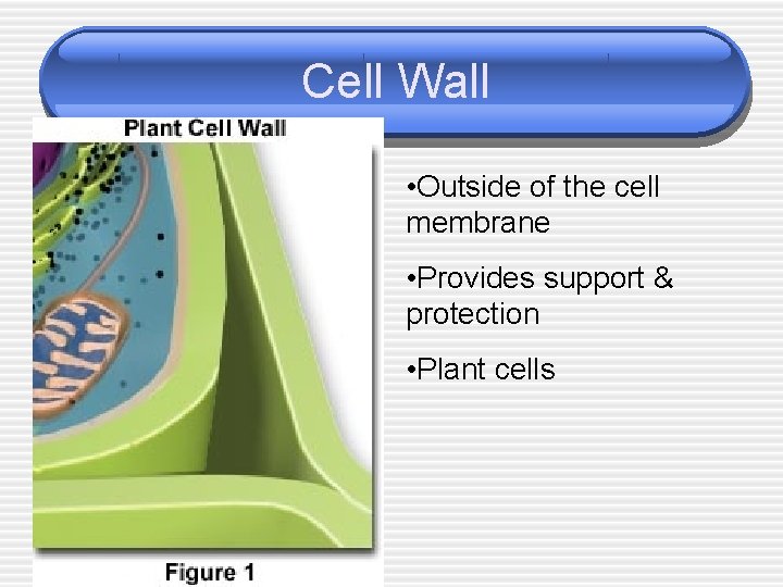 Cell Wall • Outside of the cell membrane • Provides support & protection •