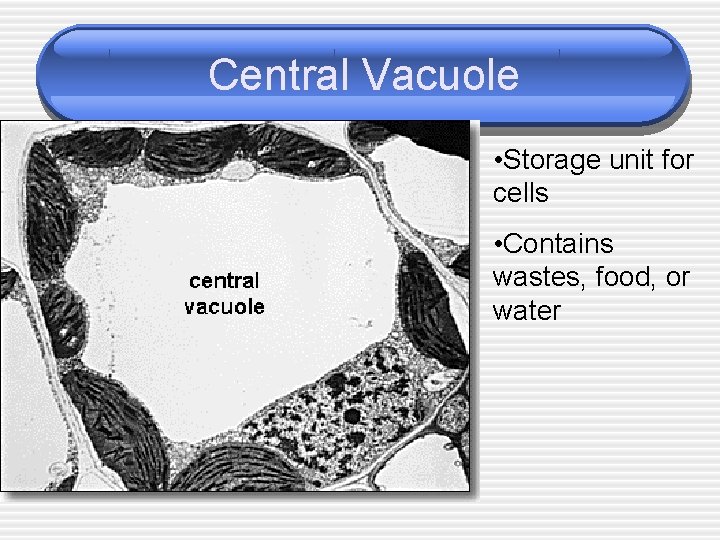 Central Vacuole • Storage unit for cells • Contains wastes, food, or water 