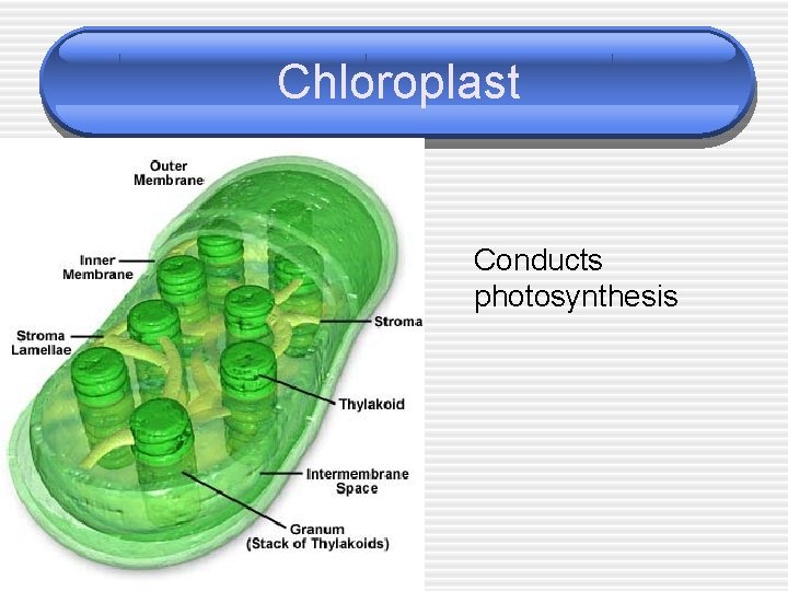 Chloroplast Conducts photosynthesis 
