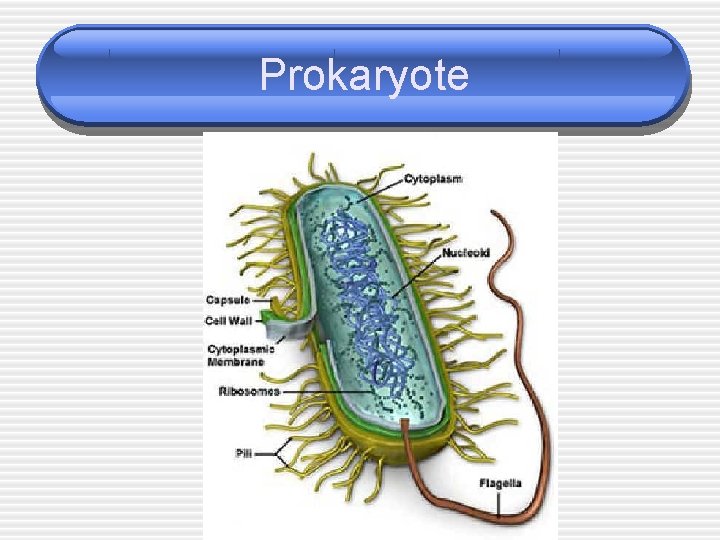 Prokaryote 