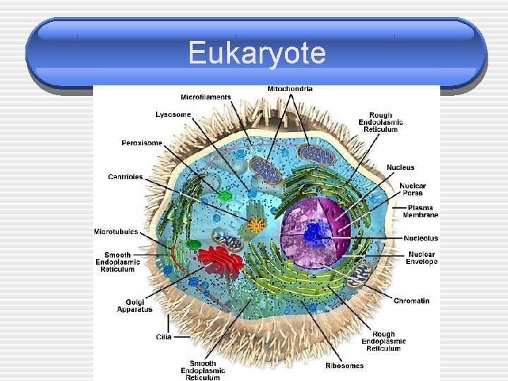Eukaryote 