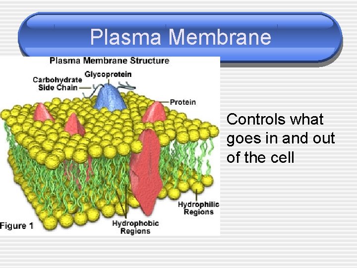 Plasma Membrane Controls what goes in and out of the cell 