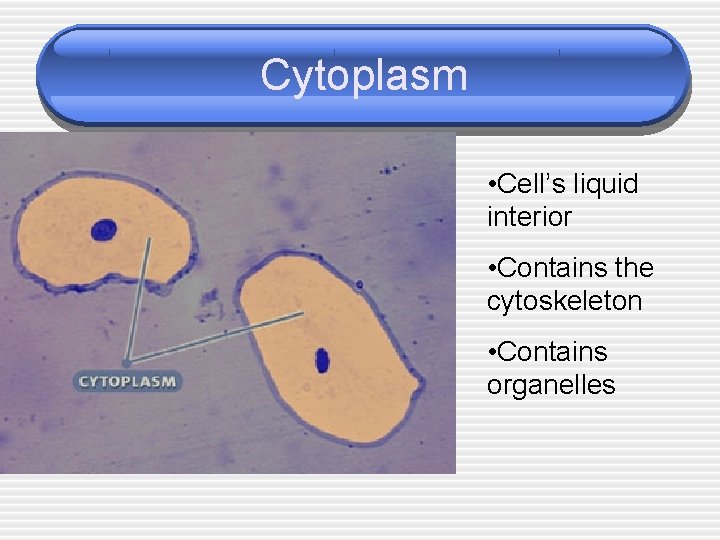 Cytoplasm • Cell’s liquid interior • Contains the cytoskeleton • Contains organelles 