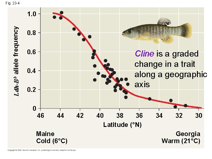 Fig. 23 -4 Ldh-B b allele frequency 1. 0 0. 8 0. 6 Cline