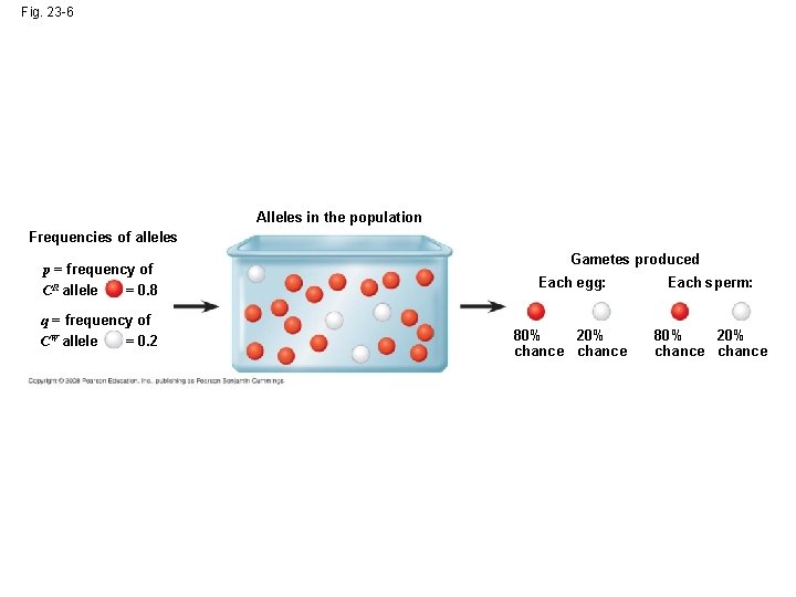 Fig. 23 -6 Alleles in the population Frequencies of alleles p = frequency of