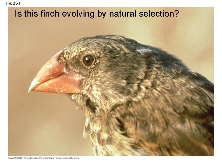 Fig. 23 -1 Is this finch evolving by natural selection? 