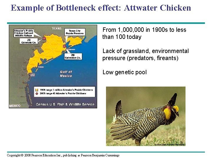 Example of Bottleneck effect: Attwater Chicken From 1, 000 in 1900 s to less