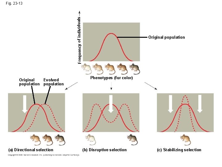 Frequency of individuals Fig. 23 -13 Original Evolved population (a) Directional selection Original population