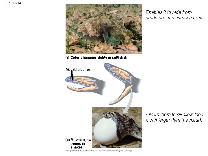Fig. 23 -14 Enables it to hide from predators and surprise prey (a) Color-changing Fig. 23 -14 Enables it to hide from predators and surprise prey (a) Color-changing