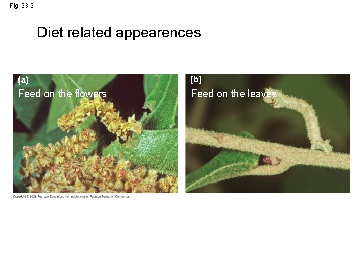 Fig. 23 -2 Diet related appearences (a) (b) Feed on the flowers Feed on