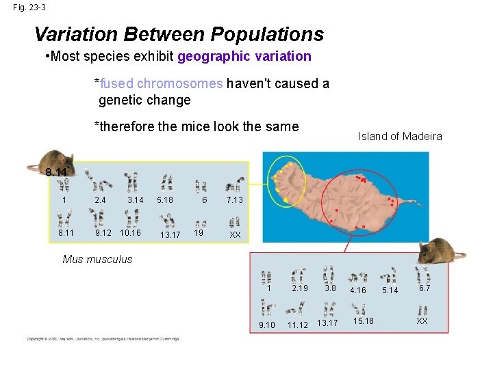 Fig. 23 -3 Variation Between Populations • Most species exhibit geographic variation *fused chromosomes