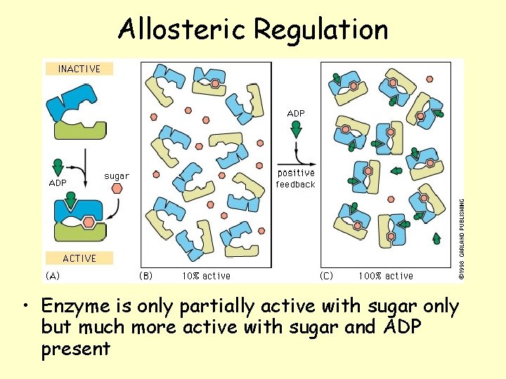 Allosteric Regulation • Enzyme is only partially active with sugar only but much more Allosteric Regulation • Enzyme is only partially active with sugar only but much more