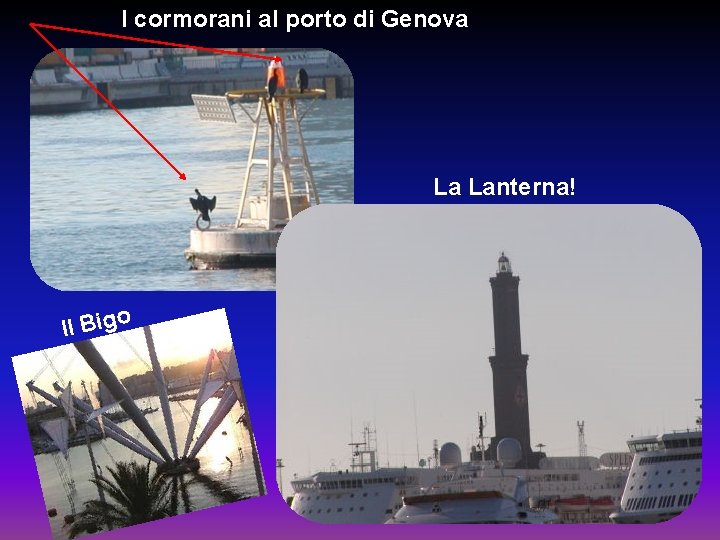 I cormorani al porto di Genova La Lanterna! Il Bigo 