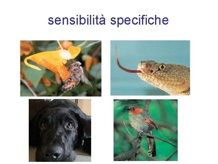 sensibilità specifiche 