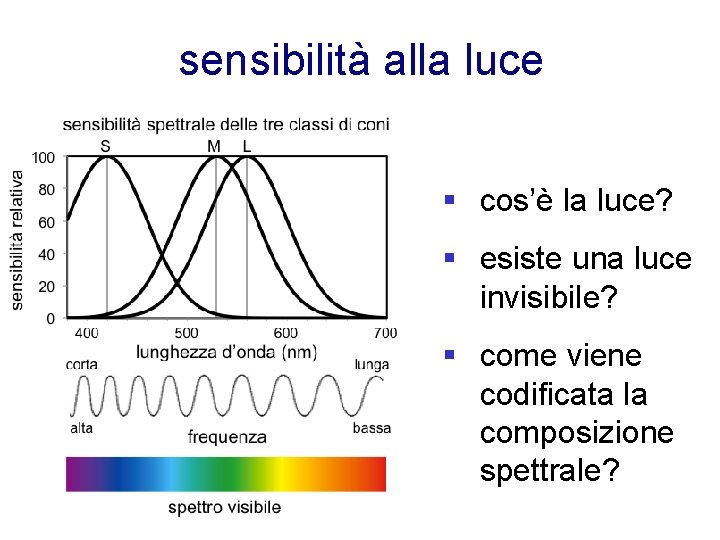 sensibilità alla luce § cos’è la luce? § esiste una luce invisibile? § come