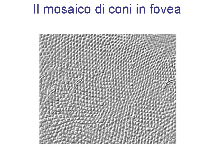 Il mosaico di coni in fovea 