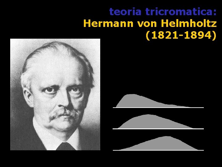 teoria tricromatica: Hermann von Helmholtz (1821 -1894) 