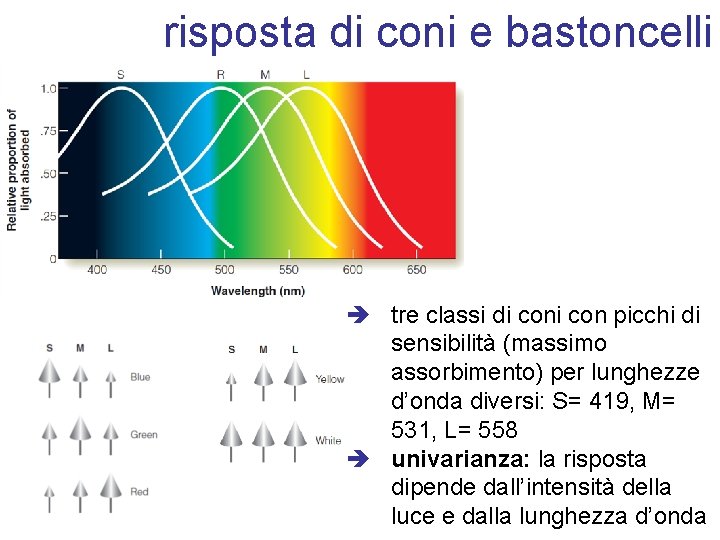 risposta di coni e bastoncelli tre classi di con picchi di sensibilità (massimo assorbimento)