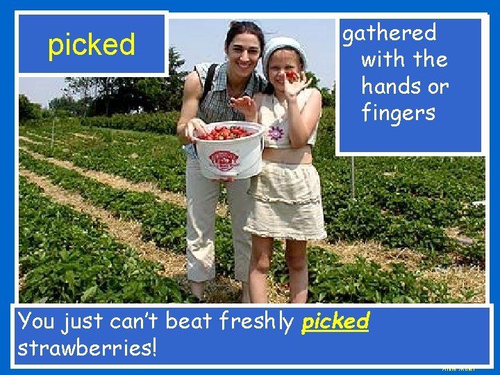 picked gathered with the hands or fingers You just can’t beat freshly picked strawberries!