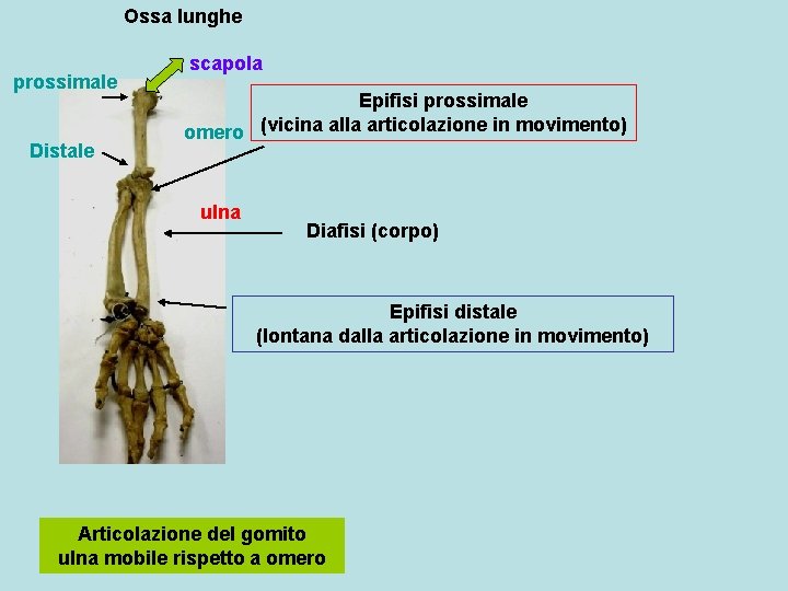 Ossa lunghe prossimale Distale scapola Epifisi prossimale omero (vicina alla articolazione in movimento) ulna