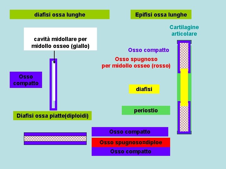 diafisi ossa lunghe cavità midollare per midollo osseo (giallo) Epifisi ossa lunghe Cartilagine articolare