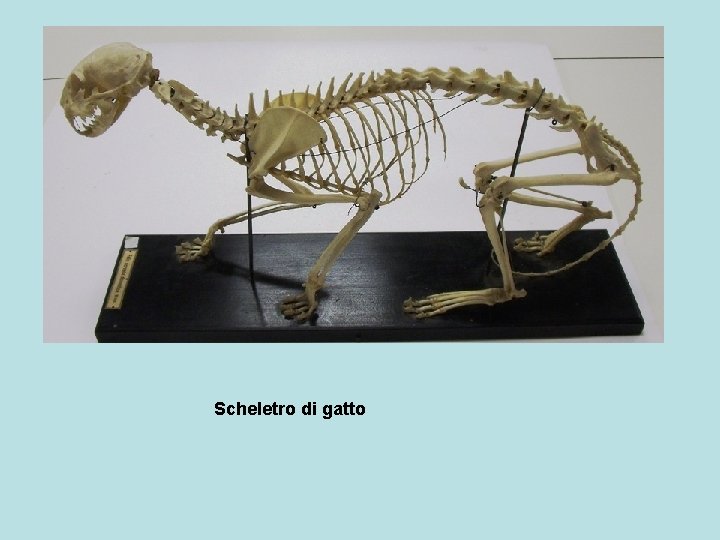 Scheletro di gatto 